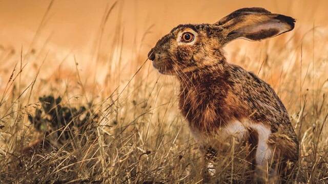 Alarma en Espaa: Detectan un virus desconocido que amenaza a conejos y liebres