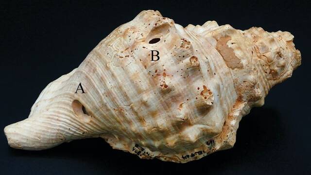 Descubrimiento histrico de Espaa: halladas una serie de conchas que pueden cambiar para siempre la historia de la humanidad