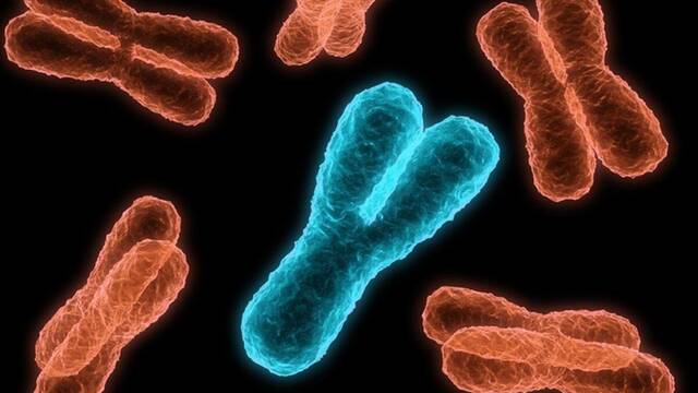 Adis a los hombres: el cromosoma Y humano tiene fecha de caducidad y ya ha perdido el 97% de sus genes