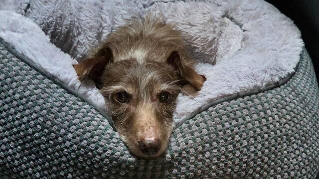 Parece de Disney: un perro se perdi� en 2021 en EE.UU y 5 a�os despu�s aparece a m�s de 3700 kil�metros de su casa