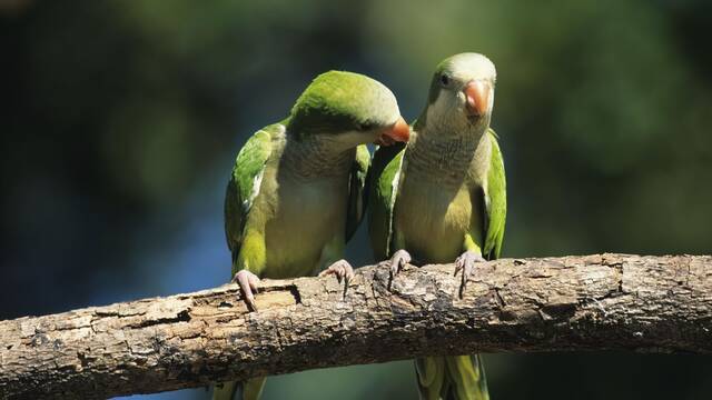 Torrej�n desata la pol�mica por el control de la fauna: 150.000 euros para 'limpiar' los parques de gansos, palomas y conejos
