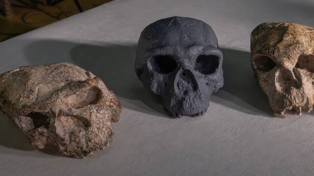 Arque�logos hallan un f�sil de hace 150.000 a�os de un 'hombre drag�n' en China que sacude lo que sabemos de nuestros or�genes