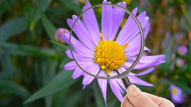 El extrao caso de la flor que recibe millones de visitas en la Wikipedia
