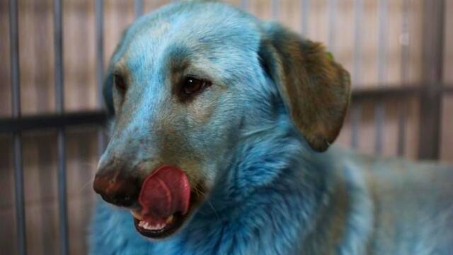 Buscan respuestas para el misterio de los perros azules de Rusia