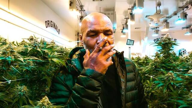 Mike Tyson se est forrando vendiendo marihuana