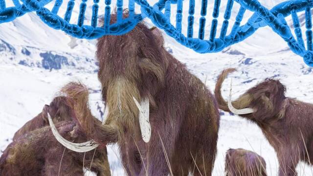 Encuentran restos de ADN en los dientes de un mamut