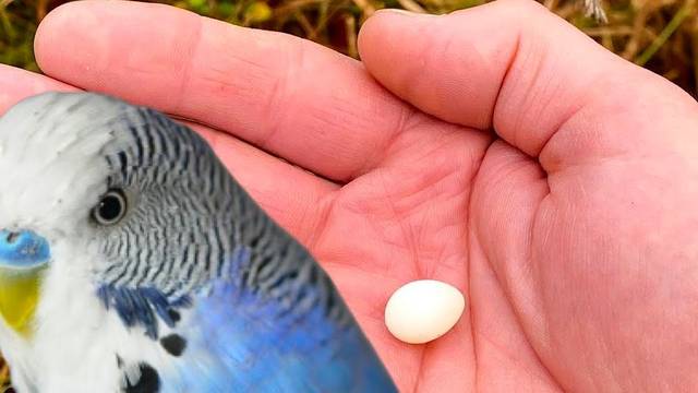 Incuba y cra el huevo de un periquito y su historia se hace viral