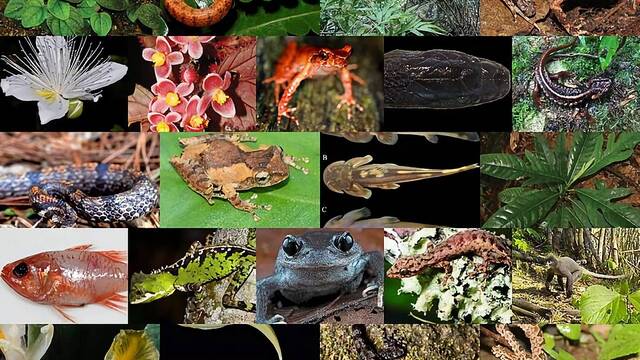 Descubiertas 224 nuevas especies de animales y plantas