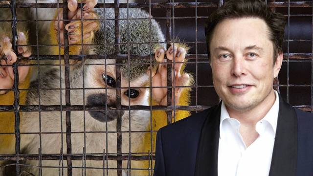 Casi todos los monos con implantes de Neuralink de Elon Musk han muerto