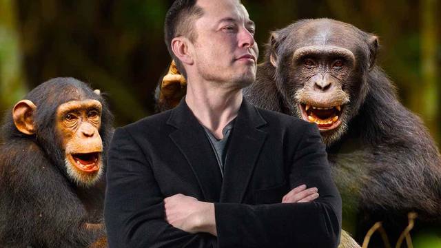 Neuralink y Elon Musk niegan las acusaciones de maltrato sobre sus monos
