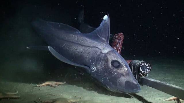Encuentran una cría de Tiburón Fantasma en la cuesta de Nueva Zelanda