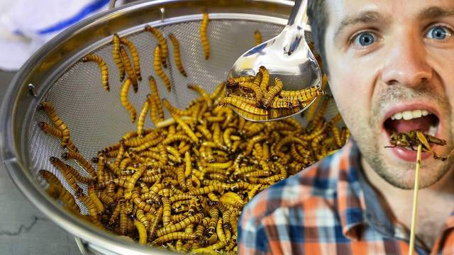 A comer gusanos: Los insectos llegarán a las mesas de España y Europa muy pronto