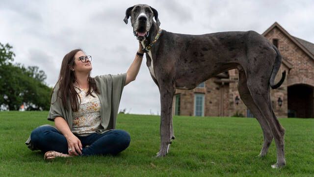 El perro ms grande del mundo se llama Zeus, pesa 90kg y es una monada