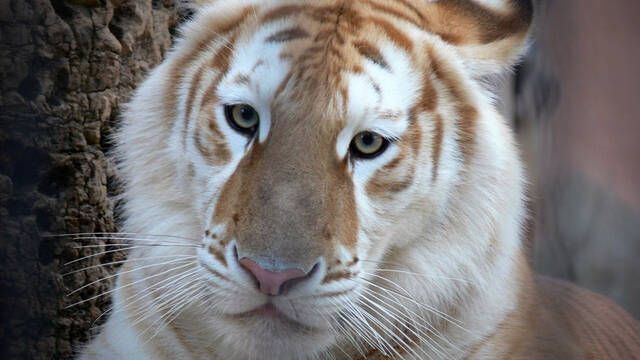 Descubren un raro tigre dorado en la India, pero no es buena seal para la especie