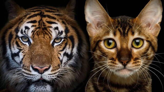 Los leones y los tigres ni son felinos ni pertenecen a la misma familia que los gatos por un motivo en concreto