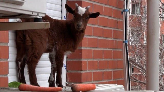 Una cabra aparece atrapada en la ventana de un quinto piso en Madrid y desata el desconcierto entre los vecinos