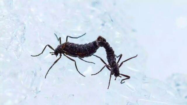 El mayor animal terrestre de la Ant�rtida es m�s peque�o de lo que imaginas: as� logra sobrevivir en el continente helado