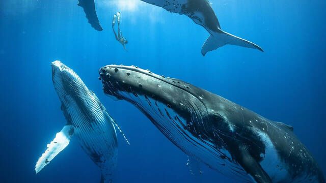 Cientficos revelan que las ballenas comparten una gran similitud con el ser humano y la clave est en su canto