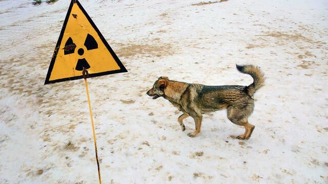 Los perros radioactivos de Chern�bil est�n mutando y desconciertan a los cient�ficos: su evoluci�n podr�a cambiarlo todo