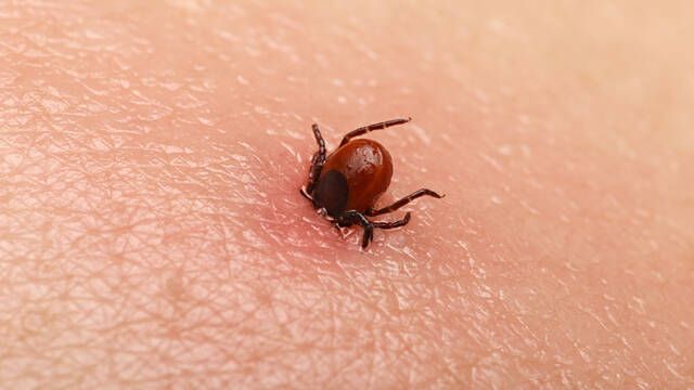Un arcnido en Espaa ha hecho saltar las alarmas por causar una enfermedad que puede dejarte en cama