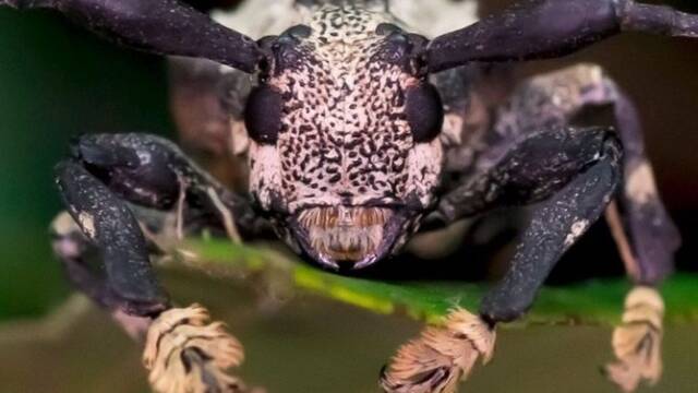 Ni inofensivo, ni predecible: el escarabajo escorpi�n, de los m�s raros y dolorosos del planeta, ataca con sus mortales antenas