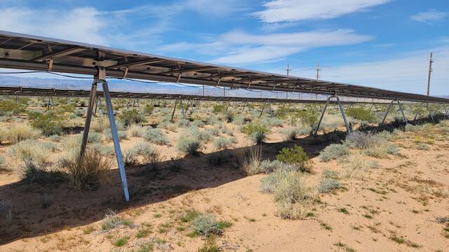 En EE.UU. los paneles solares logran 'resucitar' una planta rara y en peligro de extinci�n en mitad del desierto