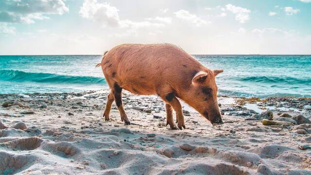 Cient�ficos hallan en Fukushima un inquietante h�brido entre cerdo y jabal� 15 a�os despu�s del accidente nuclear en Jap�n