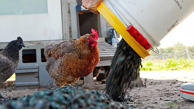 Millones de escarabajos japoneses son ahora pienso: retirados del huerto y dados a las gallinas, para ahorrar y salvar �rboles