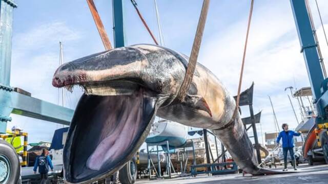 Aparece sin vida en las costas de Valencia un gigantesco rorcual de 10 metros de largo