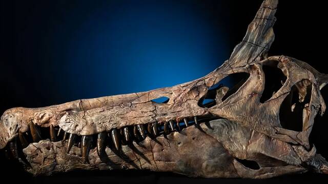 Cient�ficos estadounidenses y espa�oles hallan un nuevo dinosaurio de 13 metros que rompe con la teor�a acu�tica de su especie