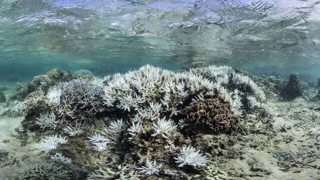 Crece la preocupaci�n entre los cient�ficos por lo que sucede en el oc�ano, los bosques y el coral: 'La Tierra se est� apagando'