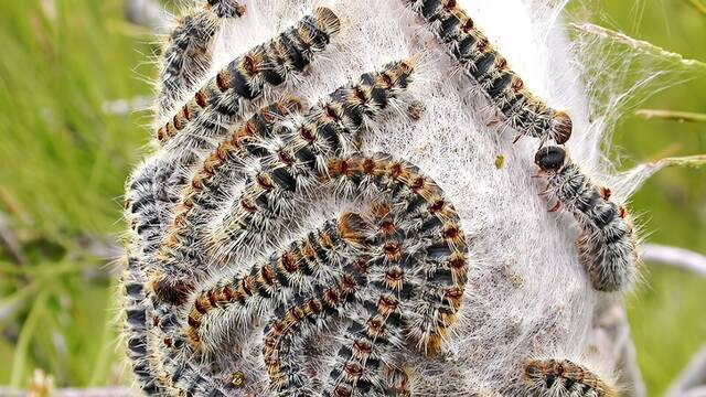Crece la preocupaci�n en Espa�a: la oruga procesionaria no espera a la primavera y aparece en parques, bosques y escuelas