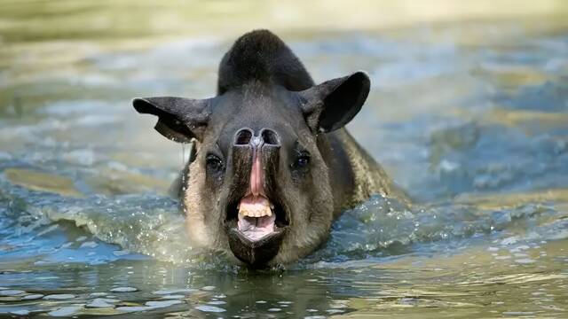 Cient�ficos brasile�os captan un mam�fero 'fantasma' extinto desde hace m�s de 100 a�os: 'Pesa 320 kilos y tiene una cr�a'