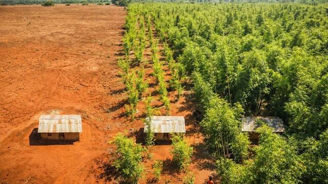 Ni des�rticas ni est�riles: �frica descubre un nuevo cultivo con bamb� y revoluciona cientos de hect�reas de suelo rural