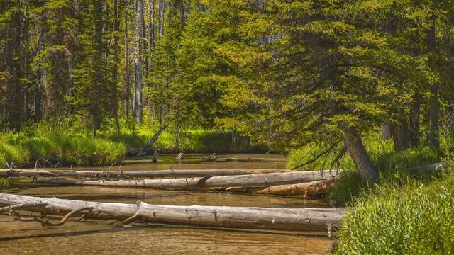 EEUU arroja m�s de 6000 troncos desde helic�pteros por todo el pa�s: un despliegue a�reo hist�rico para lograr un objetivo vital