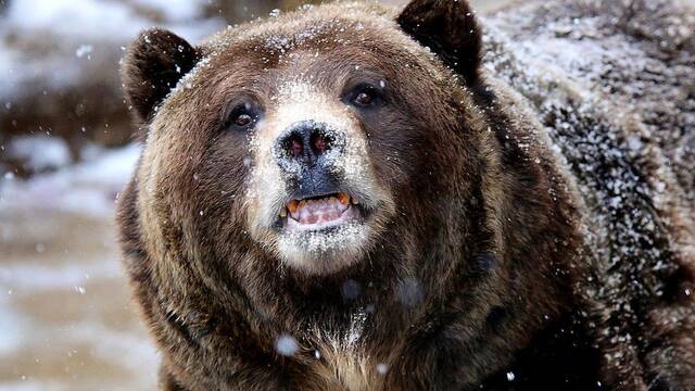 Cocaine Bear: La célebre historia del oso drogado será llevada al cine