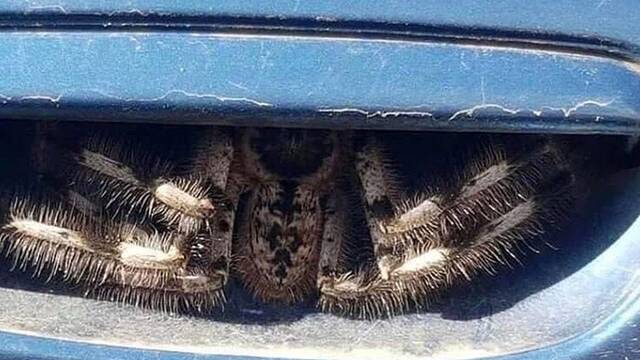 Esta enorme araña se esconde en la manilla de un coche y es real