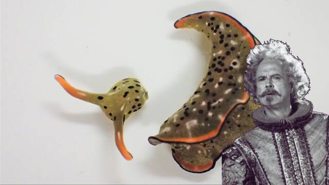 Estas babosas marinas se decapitan cuando quieren un nuevo cuerpo