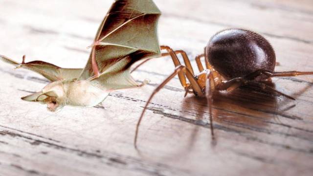 Una araa 'falsa viuda negra' se pega un festn comindose un murcilago