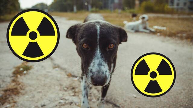 El accidente nuclear de Chernóbil ha cambiado genéticamente a los perros de la zona
