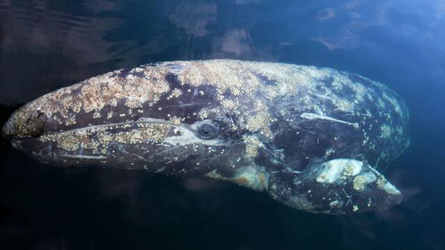 Una ballena 'extinta' en el ocano Atlntico desde hace 200 aos reaparece y los expertos afirman que es una 'locura'