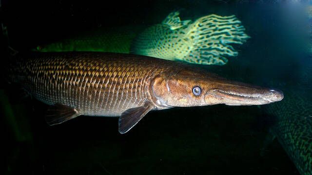Cientficos descubren un tipo de pez que no ha evolucionado desde el jursico y que podra servir para tratar el cncer