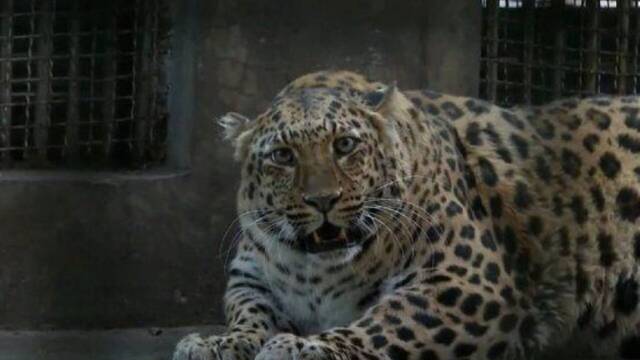 Un leopardo con obesidad en un zoo de China se hace viral y su salud preocupa a los visitantes