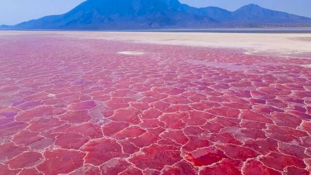 El lago de sangre que convierte en piedra a casi todo ser vivo, salvo a esta sorprendente especie