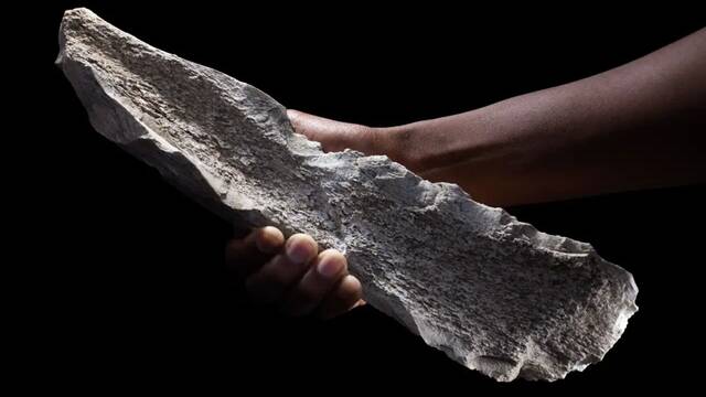Este hallazgo sacude la historia: descubren una 'caja de herramientas de hueso' vital para comprender la evolucin