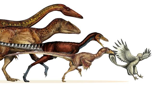 Giro radical en el estudio del cerebro de las aves: as evolucionaron tras el apocalipsis de los dinosaurios