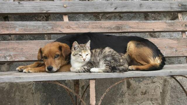 La ciencia demuestra que los animales callejeros viven mejor en la India que en Estados Unidos y es a causa de la gente