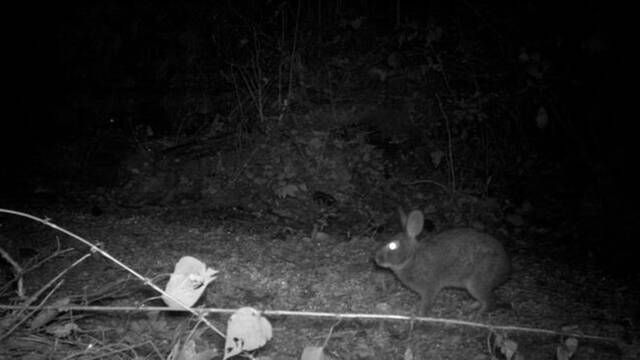 Un animal dado por extinto hace 120 a�os reaparece y deja at�nitos a los cient�ficos