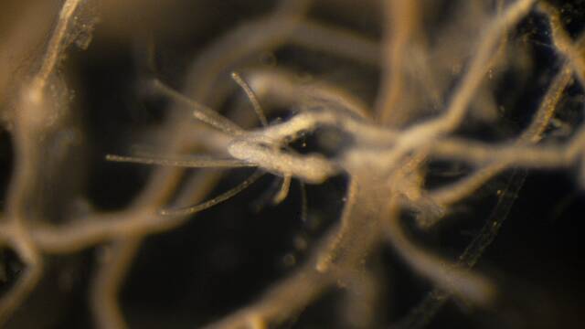 El secreto de la inmortalidad puede estar oculto en estos animales marinos y la ciencia trata de dar con l