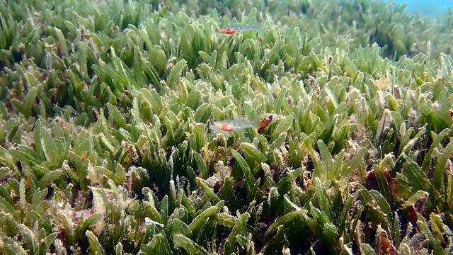 Honda preocupaci�n entre expertos: detectan por primera vez en Espa�a una planta marina invasora y alertan de su expansi�n
